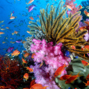 Aquarium World with Coral Reef wallpaper 128x128