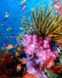 Screenshot №1 pro téma Aquarium World with Coral Reef 128x160