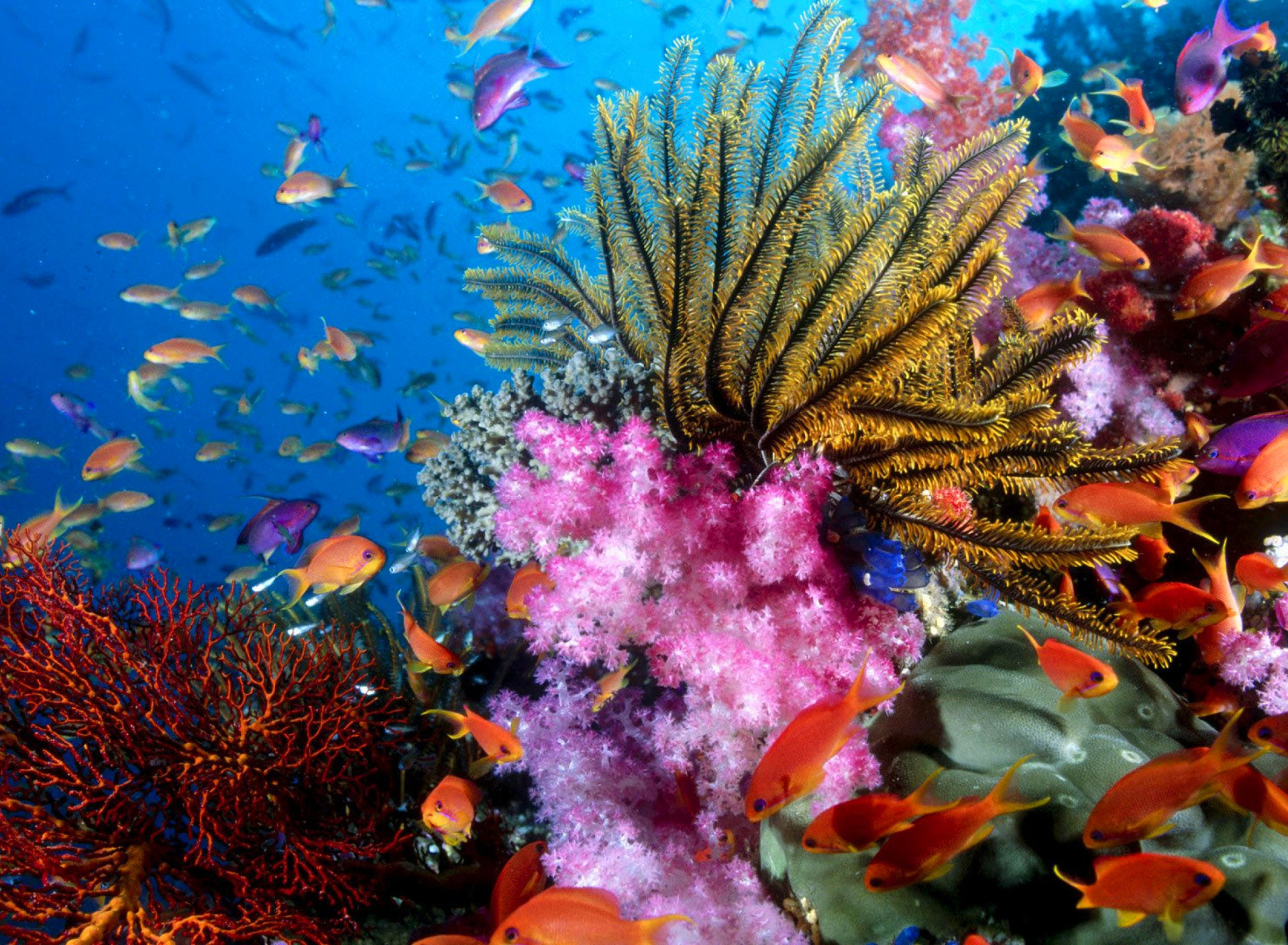 Fondo de pantalla Aquarium World with Coral Reef 1920x1408