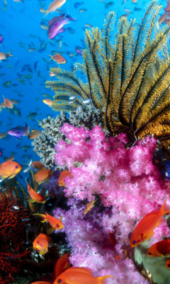 Aquarium World with Coral Reef wallpaper 240x400