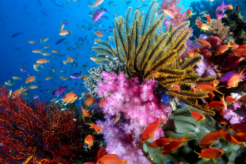 Обои Aquarium World with Coral Reef 480x320