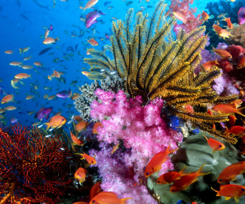 Das Aquarium World with Coral Reef Wallpaper 480x400