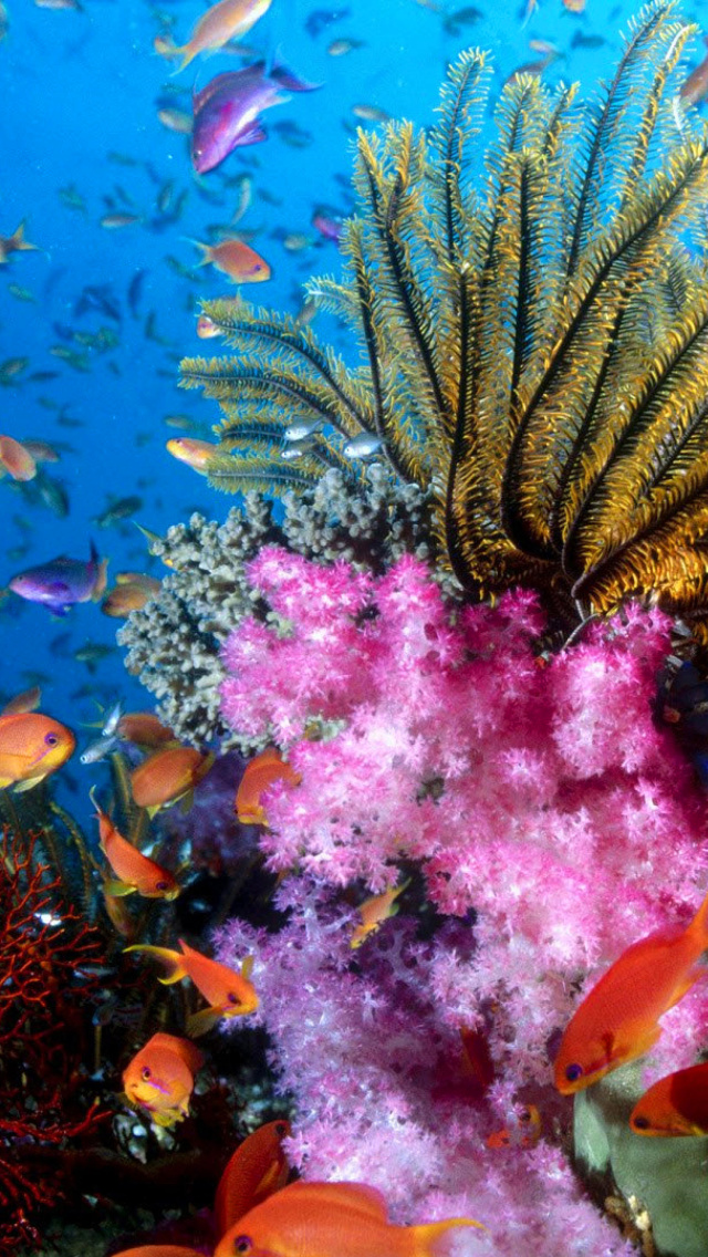 Das Aquarium World with Coral Reef Wallpaper 640x1136