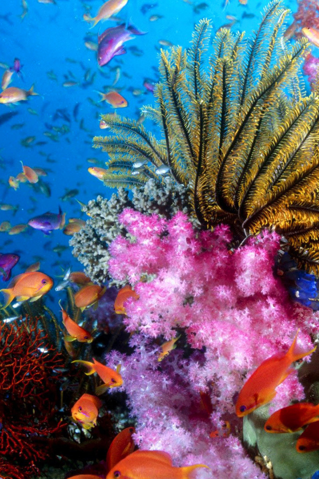 Обои Aquarium World with Coral Reef 640x960