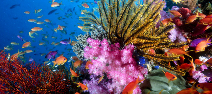Sfondi Aquarium World with Coral Reef 720x320