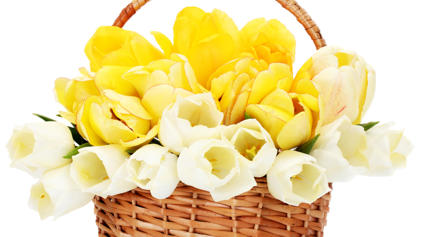 Fondo de pantalla Spring Tulips in Basket 1600x900