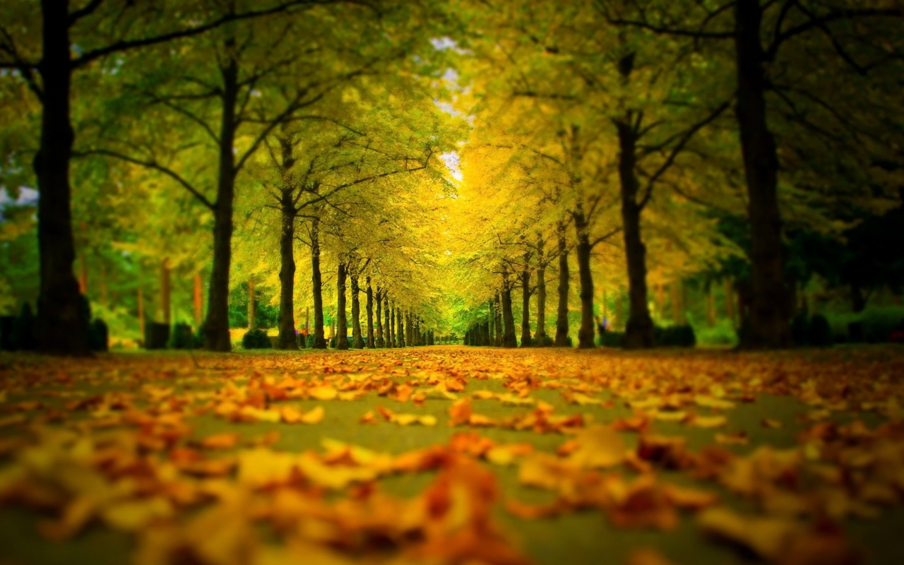 Autumn Park screenshot #1 1280x800