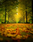 Das Autumn Park Wallpaper 128x160