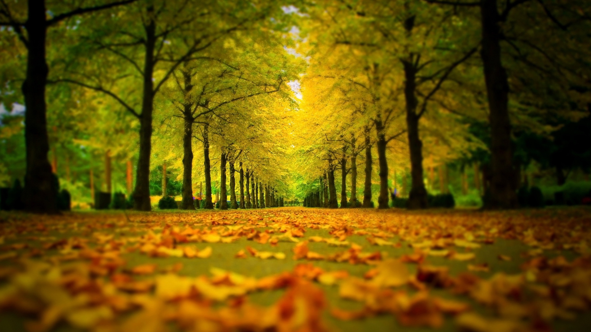 Autumn Park wallpaper 1920x1080