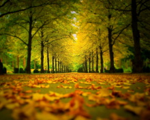 Fondo de pantalla Autumn Park 220x176