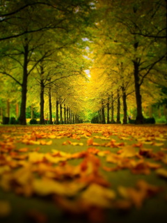 Autumn Park wallpaper 240x320