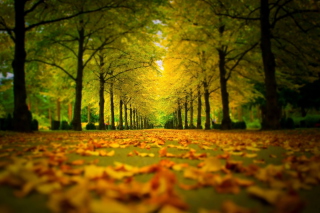 Autumn Park - Obrázkek zdarma 