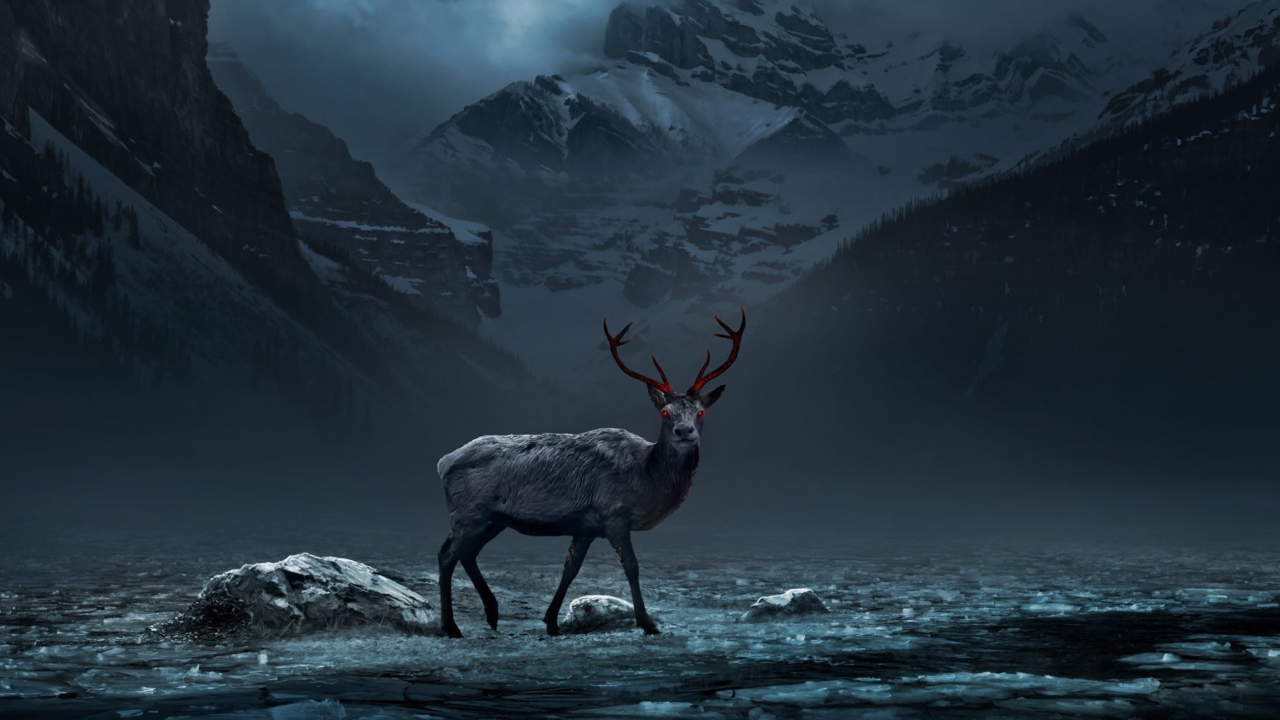 Reindeer wallpaper 1280x720