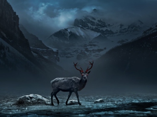Reindeer wallpaper 320x240