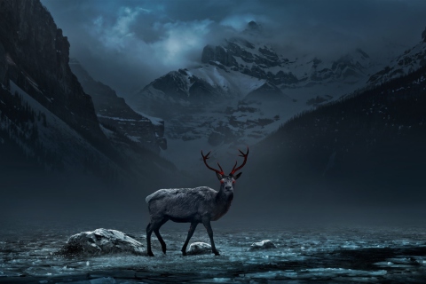 Reindeer wallpaper 480x320