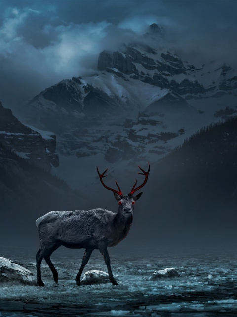 Reindeer wallpaper 480x640