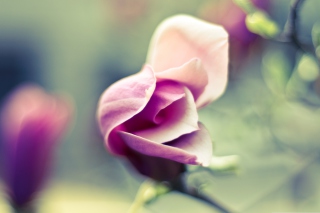 Pink Bloom Background for Android, iPhone and iPad