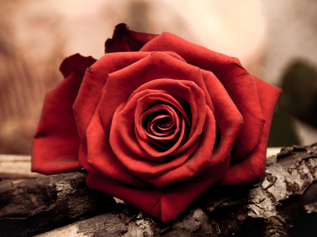 Fondo de pantalla Rose Symbol Of Love 1024x768