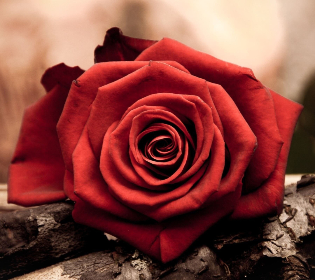 Обои Rose Symbol Of Love 1080x960
