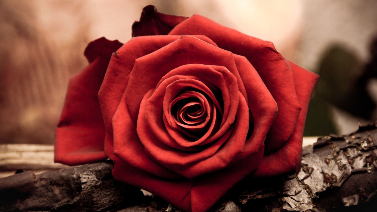 Rose Symbol Of Love wallpaper 1280x720