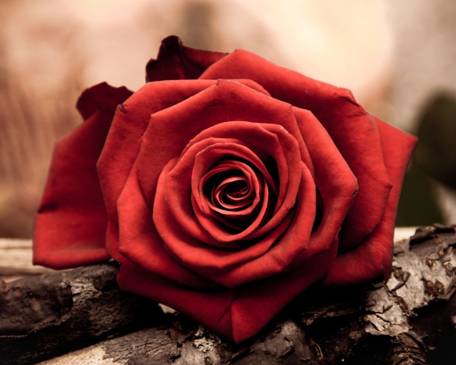 Rose Symbol Of Love wallpaper 1600x1280
