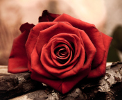 Rose Symbol Of Love wallpaper 176x144