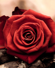 Screenshot №1 pro téma Rose Symbol Of Love 176x220