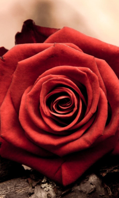 Rose Symbol Of Love screenshot #1 240x400