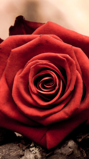 Обои Rose Symbol Of Love 360x640