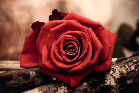 Rose Symbol Of Love screenshot #1 480x320