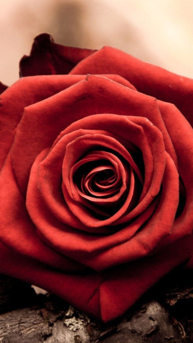 Rose Symbol Of Love screenshot #1 640x1136