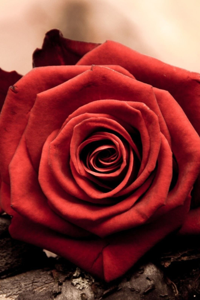 Das Rose Symbol Of Love Wallpaper 640x960