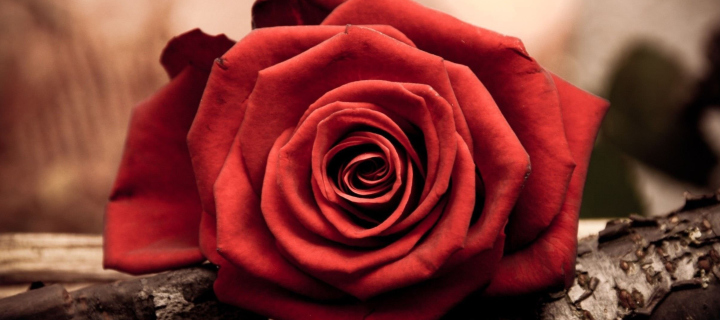 Fondo de pantalla Rose Symbol Of Love 720x320