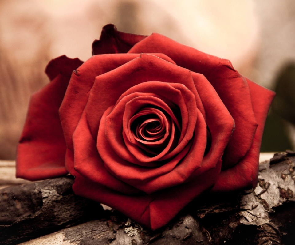 Das Rose Symbol Of Love Wallpaper 960x800