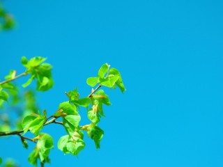 Branch In Blue screenshot #1 320x240