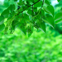 Green Aspen leaves screenshot #1 128x128