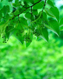 Sfondi Green Aspen leaves 128x160