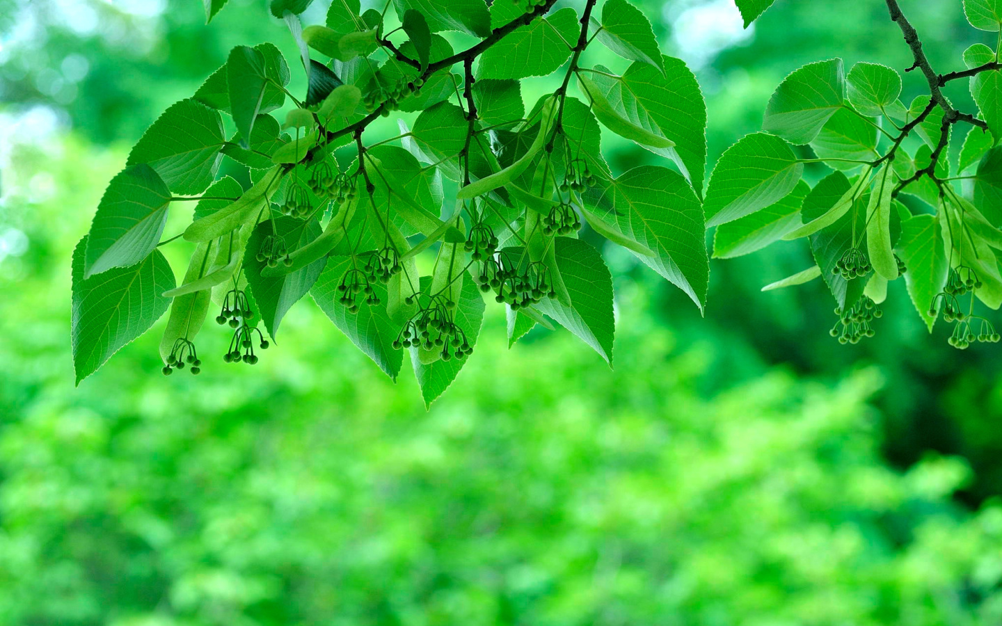 Green Aspen leaves screenshot #1 1440x900
