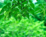 Green Aspen leaves screenshot #1 176x144