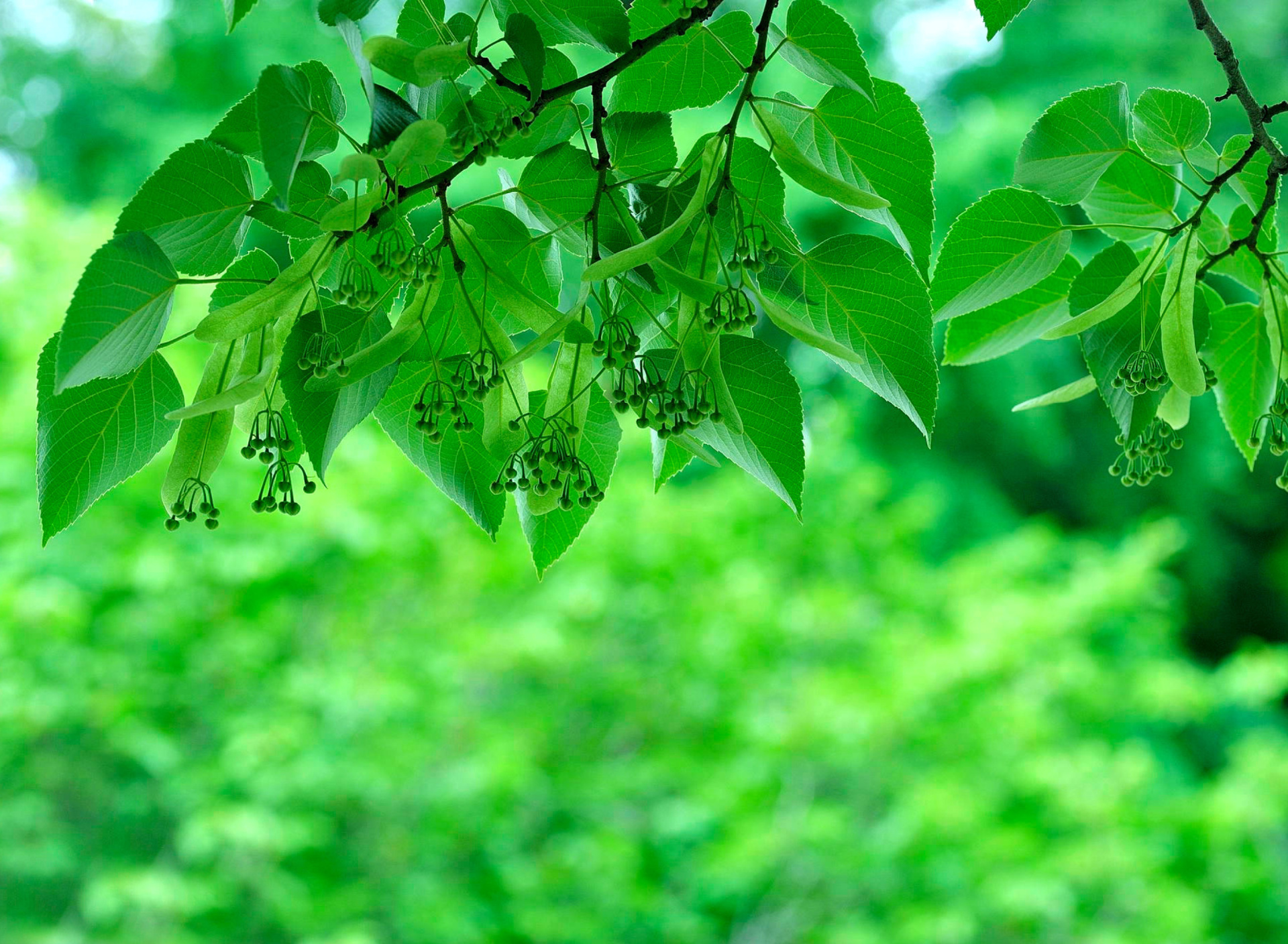 Green Aspen leaves wallpaper 1920x1408