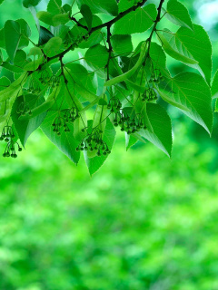 Das Green Aspen leaves Wallpaper 240x320