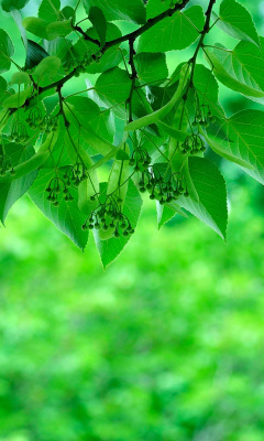 Das Green Aspen leaves Wallpaper 240x400