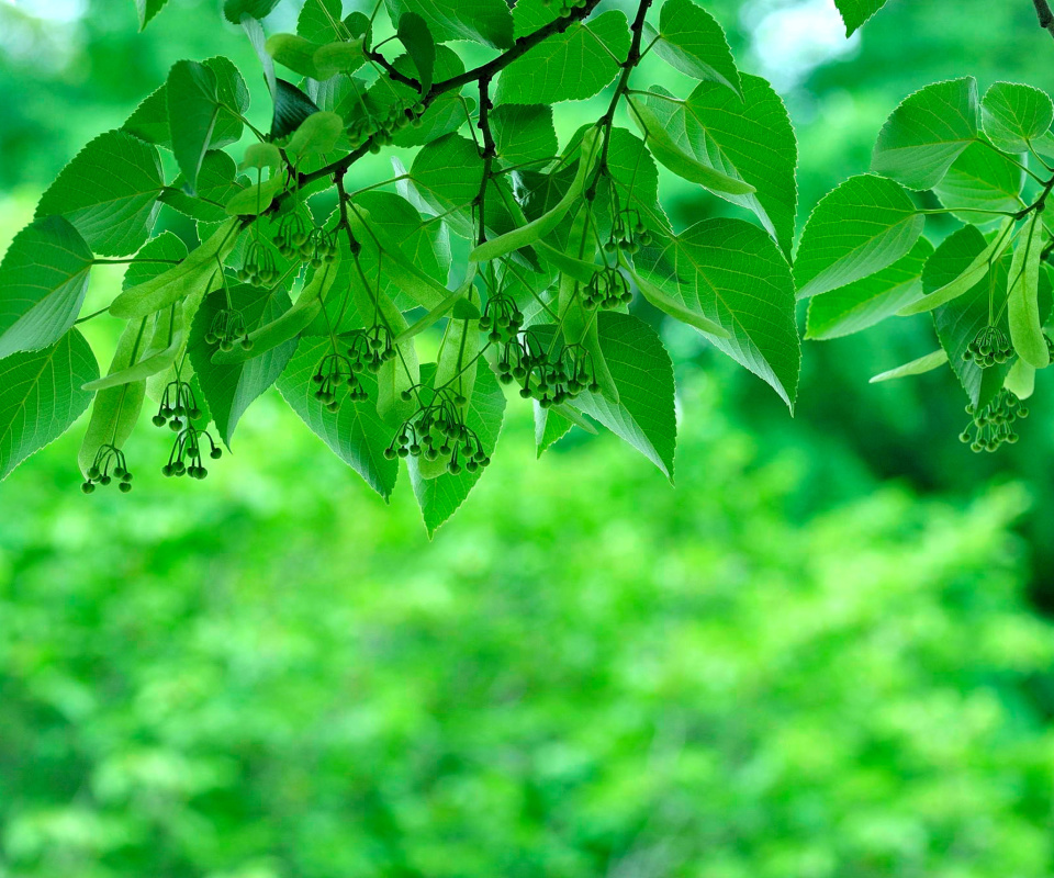 Green Aspen leaves wallpaper 960x800