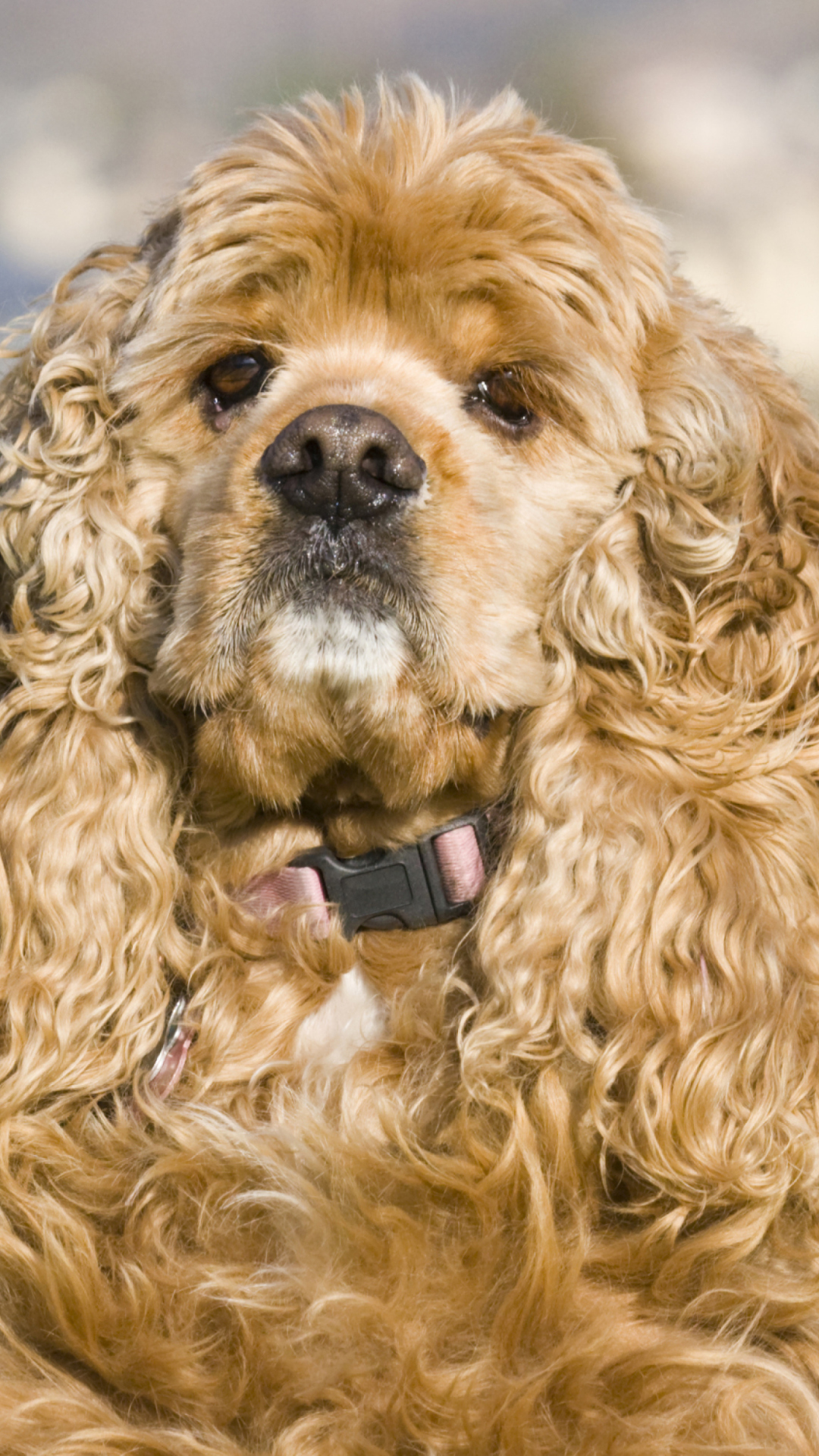 Screenshot №1 pro téma American Cocker Spaniel Portrait 1080x1920