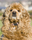 Fondo de pantalla American Cocker Spaniel Portrait 128x160