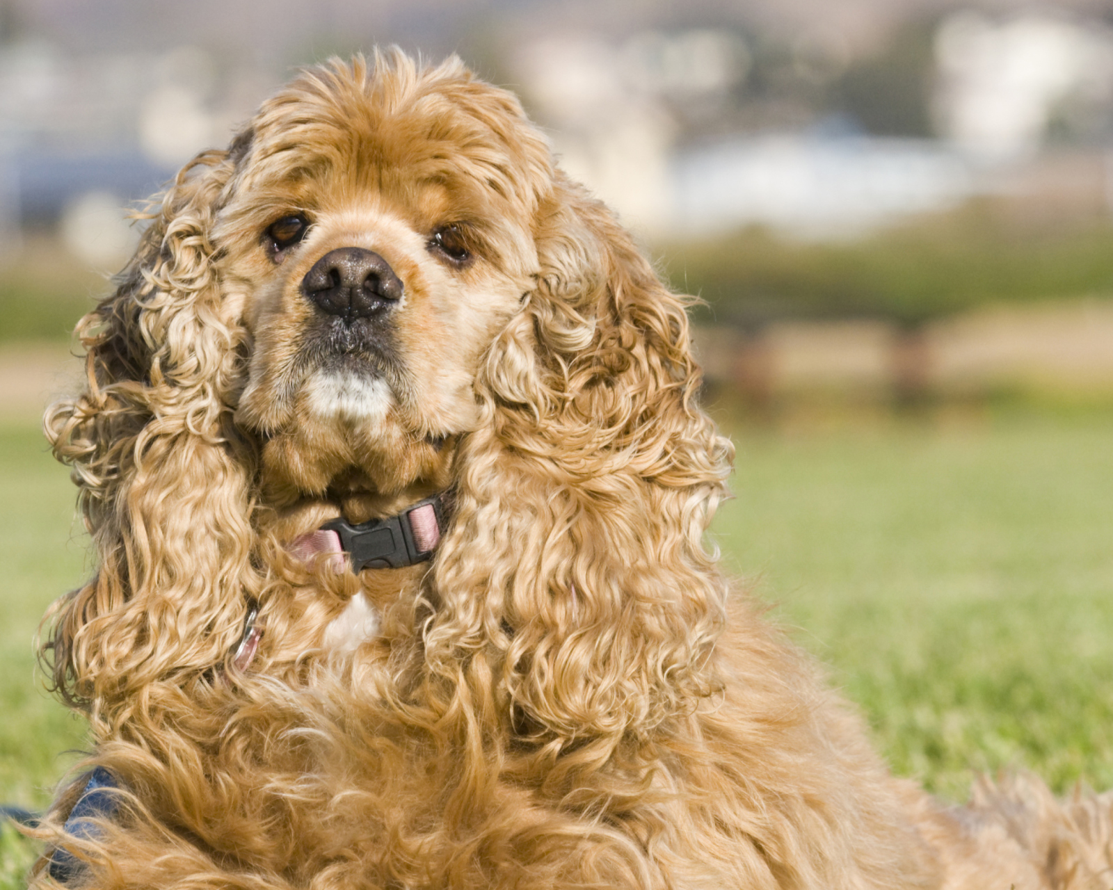 Fondo de pantalla American Cocker Spaniel Portrait 1600x1280