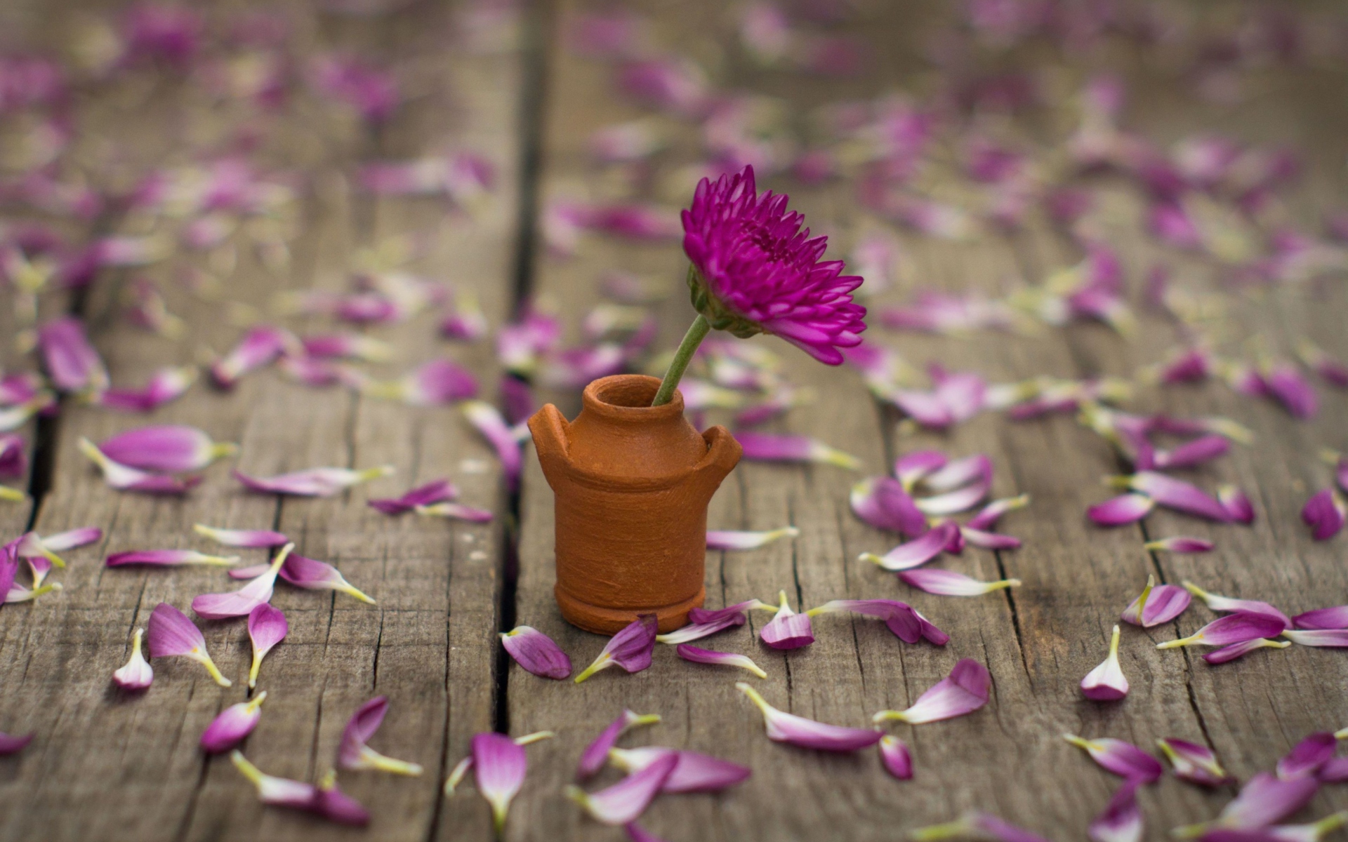 Tiny Purple Chrysanthemum wallpaper 1920x1200