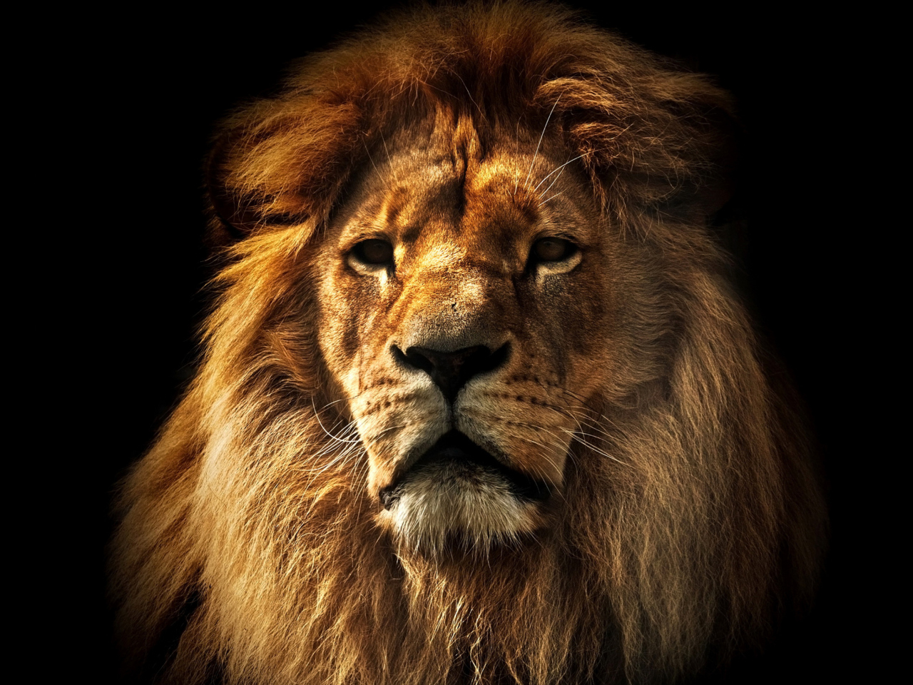 Das Lion Wallpaper 1280x960