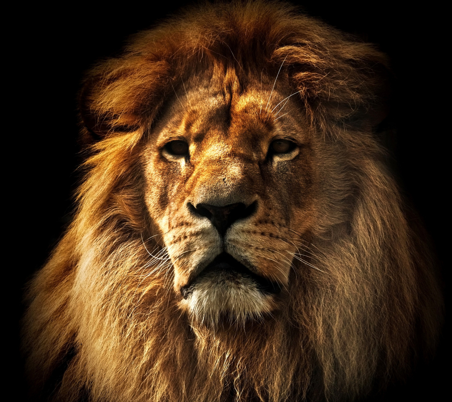 Sfondi Lion 1440x1280