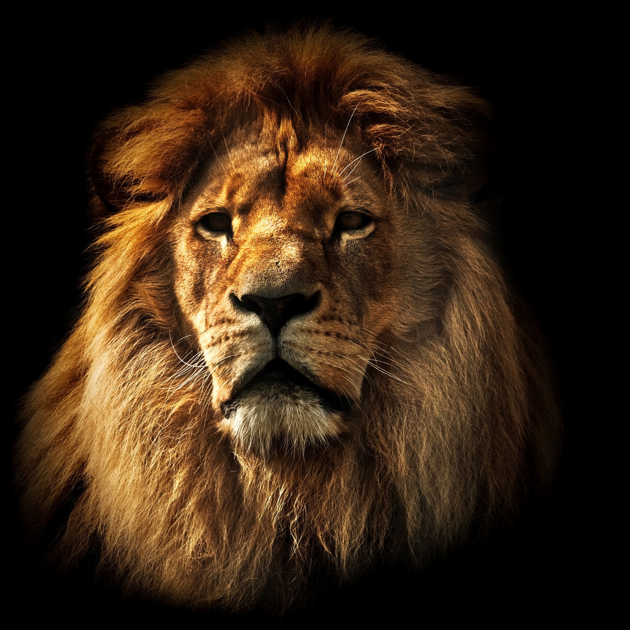 Обои Lion 2048x2048